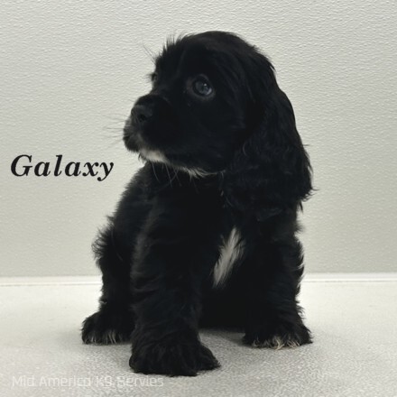 puppy, for, sale, Cocker Spaniel, Joe & Cherri  Overlease, dog, breeder, Miller, MO, dog-breeder, puppy-for-sale, forsale, nearby, find, puppyfind, locator, puppylocator, aca